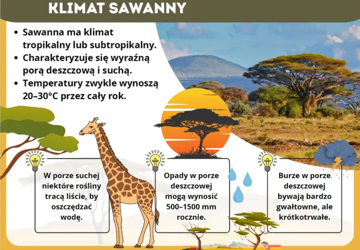 Sawanna z żyrafą i akacjami. Klimat tropikalny, z porą deszczową i suchą. Rośliny tracą liście, by oszczędzać wodę.