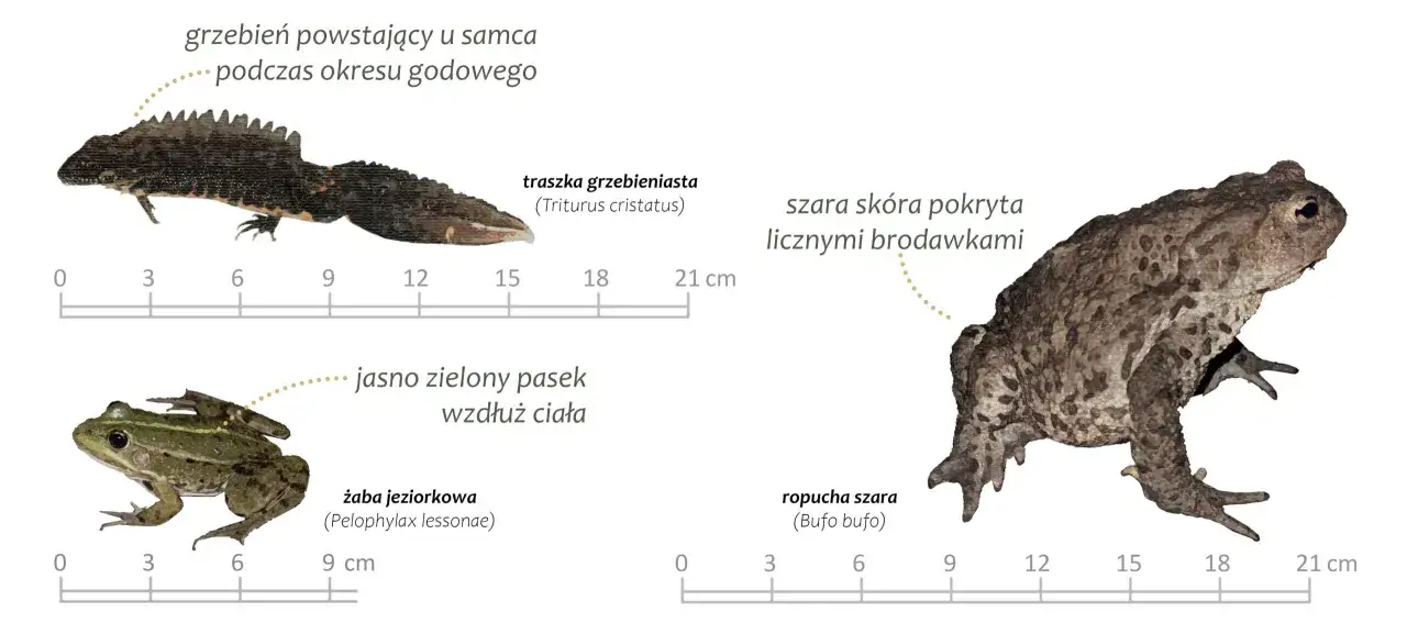 Płazy w Polsce: traszka grzebieniasta z grzebieniem godowym, żaba jeziorkowa z zielonym paskiem i ropucha szara o brodawkowatej skórze.